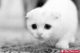  very cute but funny Pusa :P