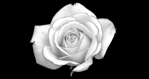  white rose mean I'm worthy of you...