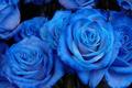 blue - roses photo
