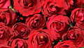 roses - roses photo