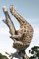 Climbing giraffe - random photo