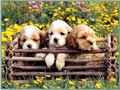Cute spring puppies - daydreaming photo