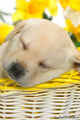 Cute spring puppy - daydreaming photo