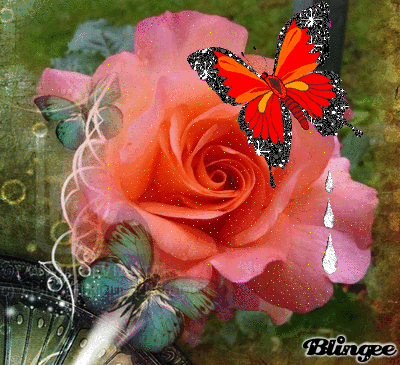 For-my-Fairy-sister-yorkshire_rose-29744