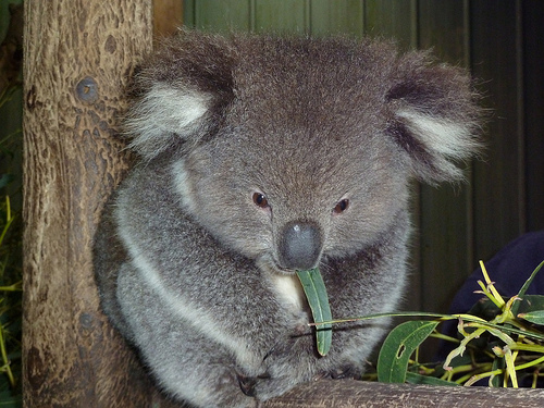 Koala so adoreable