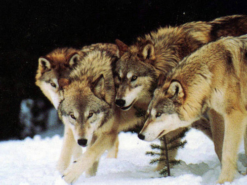  भेड़िया Pack