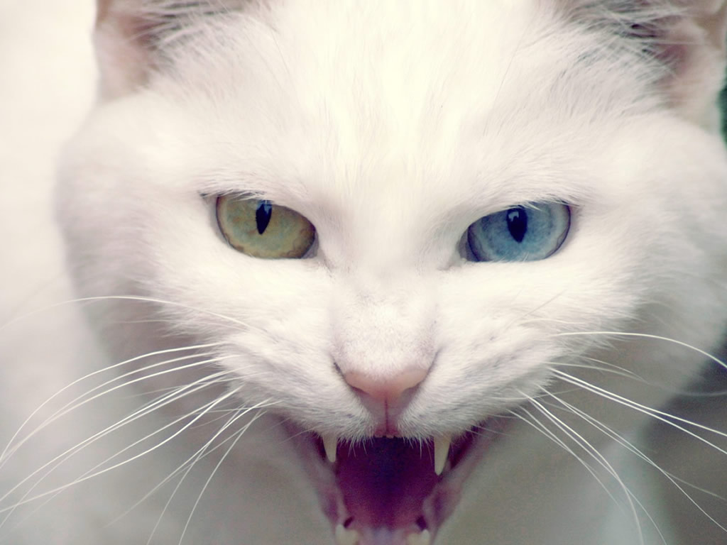 Angry Cat - Cats Wallpaper (29815403) - Fanpop
