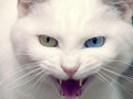 cats - Angry Cat wallpaper