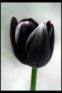  Black tulipa