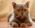 cats - Cat Sticking Tongue Out wallpaper