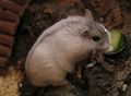 Djungarian Hamster - animals photo