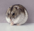 Djungarian Hamster - animals photo