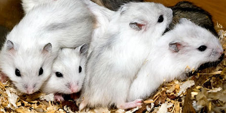 Djungarian chuột đồng, hamster