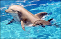 Dolphin - animals photo