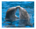 Dolphin - animals photo