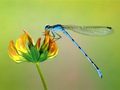 Dragonfly - animals photo