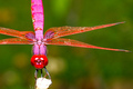 Dragonfly - animals photo