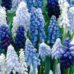  uva Hyacinth [Muscari]