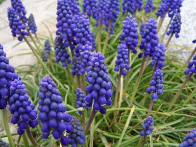  葡萄 Hyacinth [Muscari]