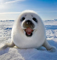 Harp Seal - animals photo