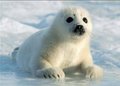 Harp Seal - animals photo