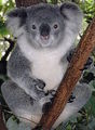Koala - animals photo