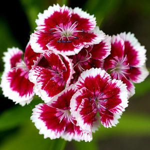  ピンク Carnation