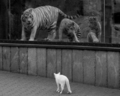 cats - Tigers and Cat wallpaper