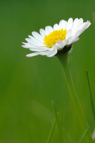  White gänseblümchen, daisy