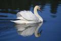 White Swan - animals photo