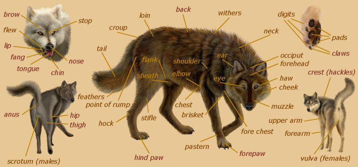 Wolf anatomy - Wolves Photo (29846788) - Fanpop