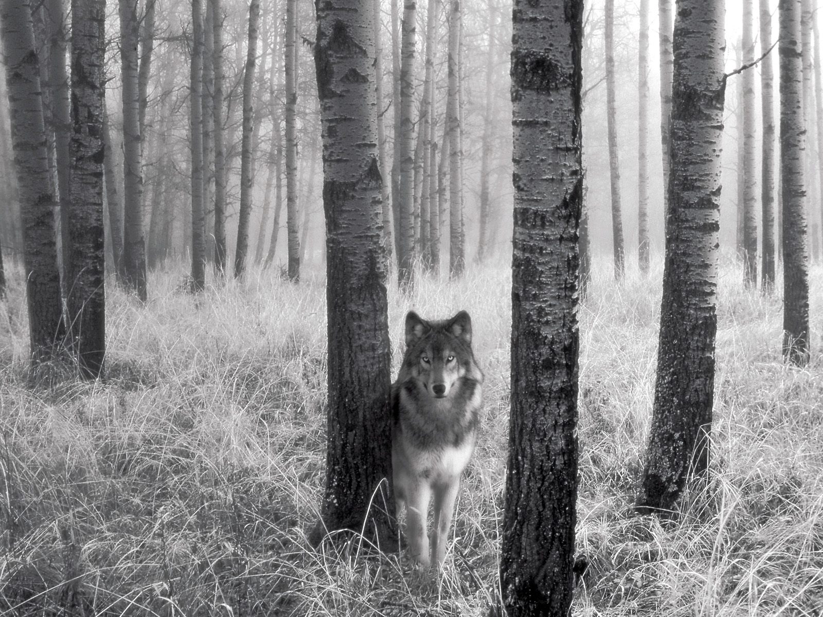Wolf-wolves-29803362-1600-1200.jpg