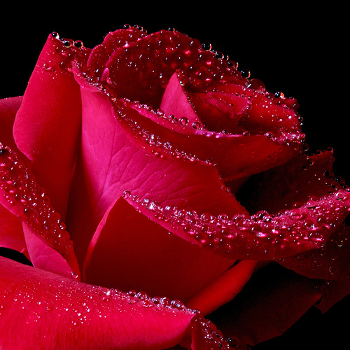 roses - Roses Photo (29831544) - Fanpop