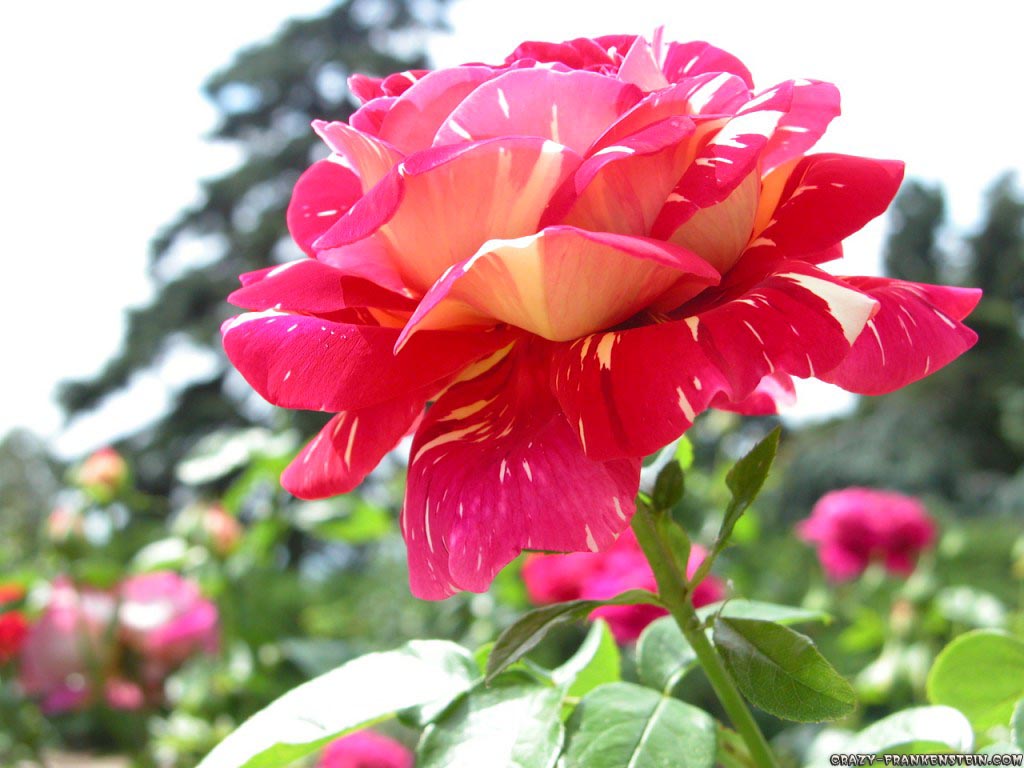 roses - Roses Photo (29831579) - Fanpop