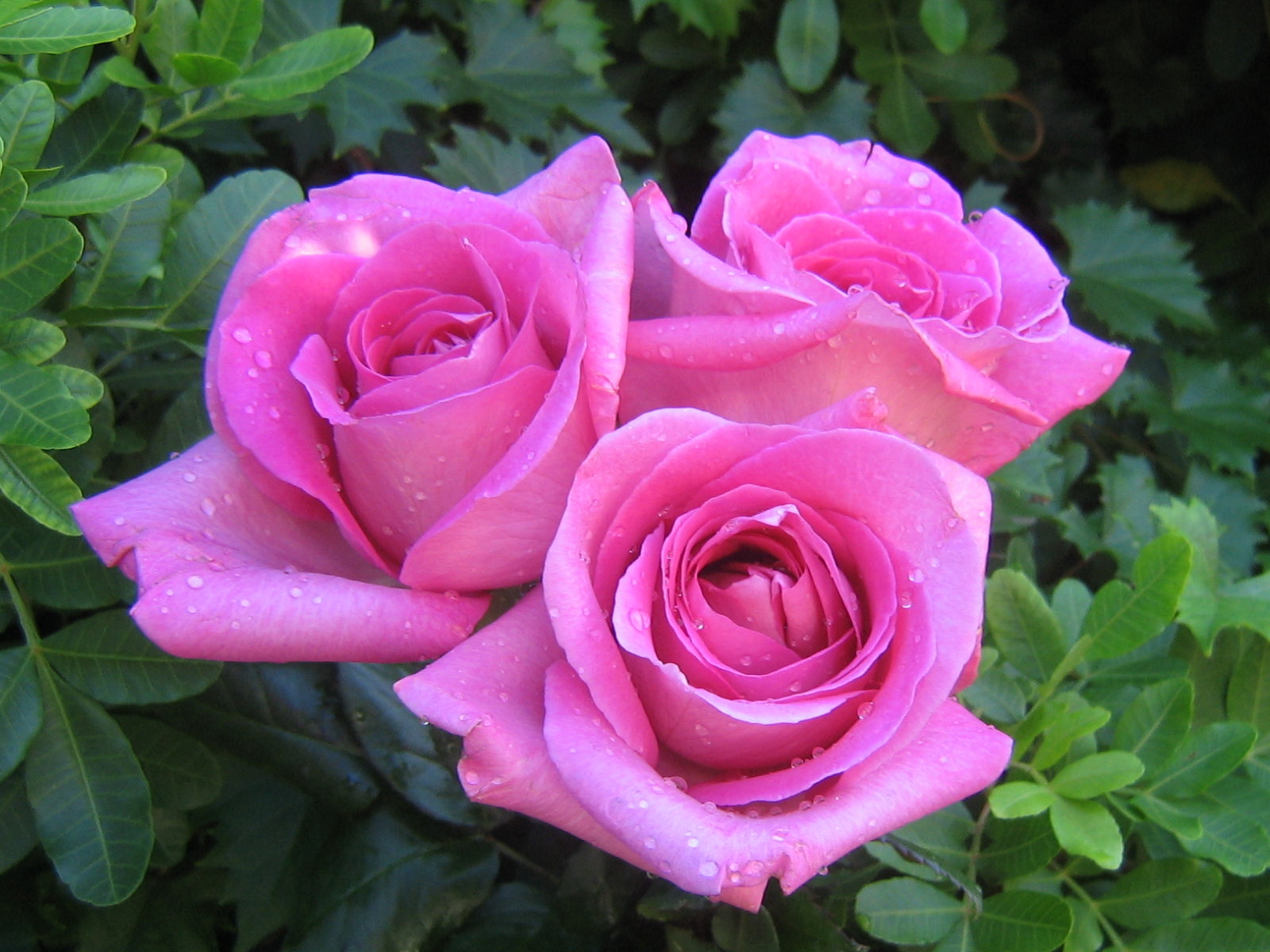 roses - Roses Photo (29851103) - Fanpop