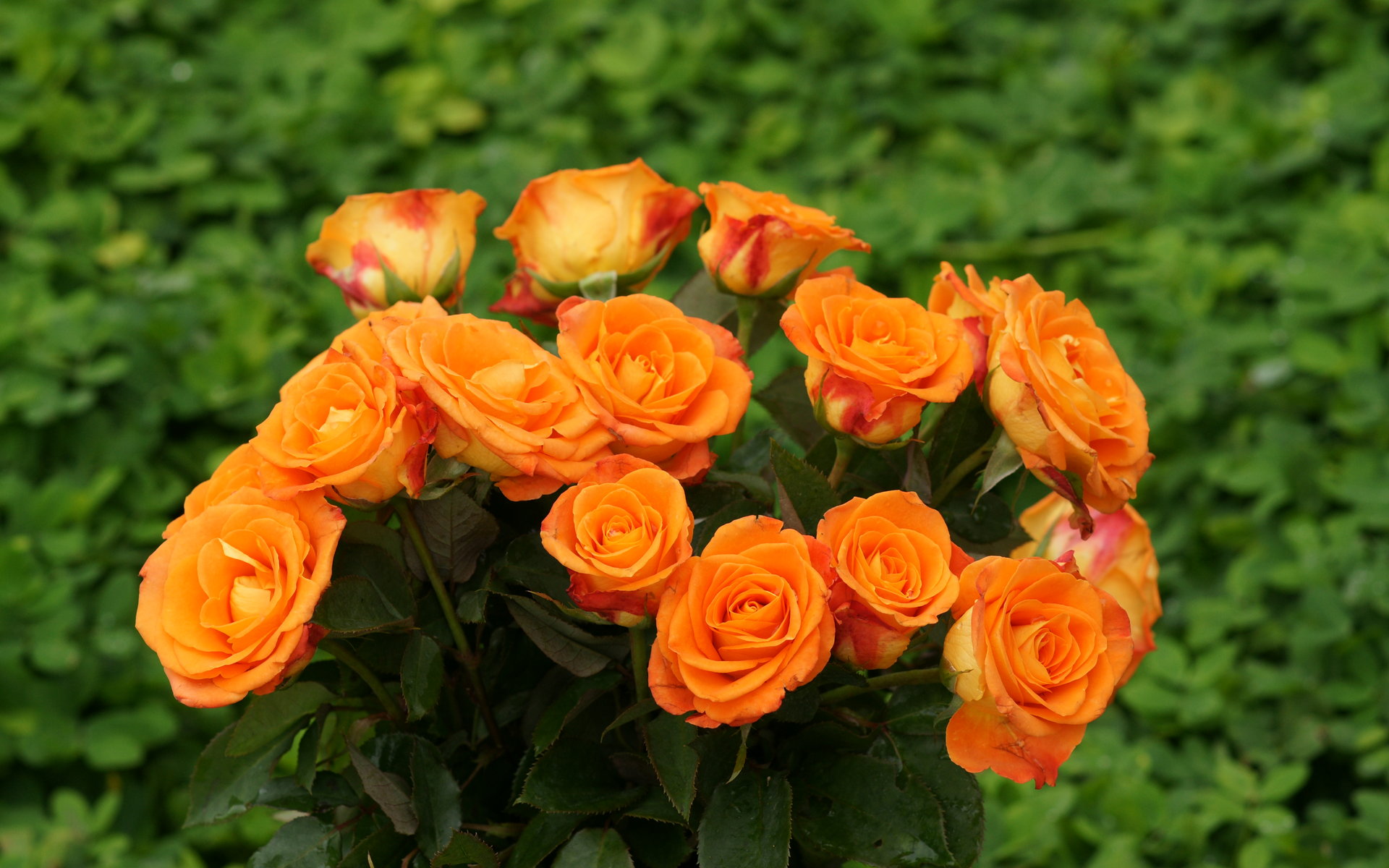 roses - Roses Photo (29851266) - Fanpop