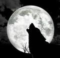 DarkWolf - wolves photo