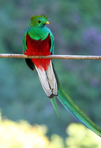 baby quetzal
