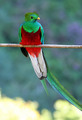Quetzal - animals photo