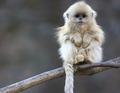 Snub-nosed monkey - animals photo