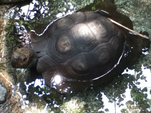  черепаха Pics :)