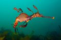Weedy Sea Dragon - animals photo