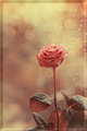 Rose for Princess - daydreaming photo