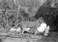 Tasmanian Tiger Wolf - animals photo