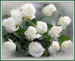  white roses