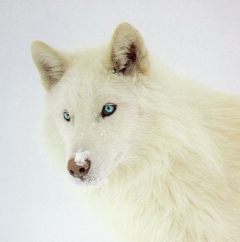  white 狼, オオカミ