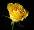 Yellow rose - daydreaming photo