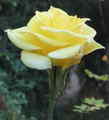 Yellow rose - daydreaming photo
