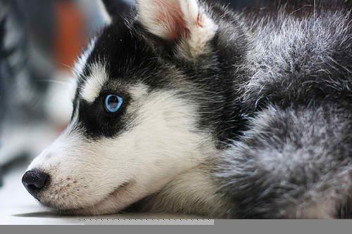  Adorable Husky chó con <3