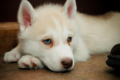 Adorable Husky Puppies <3 - dogs photo
